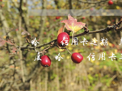 哈爾濱信用卡逾期還款還會(huì)有額度嗎，哈爾濱信用卡逾期還款，額度還能恢復(fù)嗎？